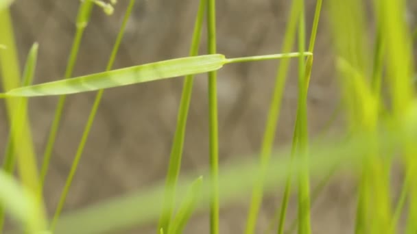 Nahsicht Auf Das Gras Sommer Wenn Der Wind Auf Der — Stockvideo