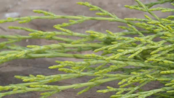 Vista Cerca Planta Verde Tablero Madera Macro Disparando Cámara Moviéndose — Vídeos de Stock