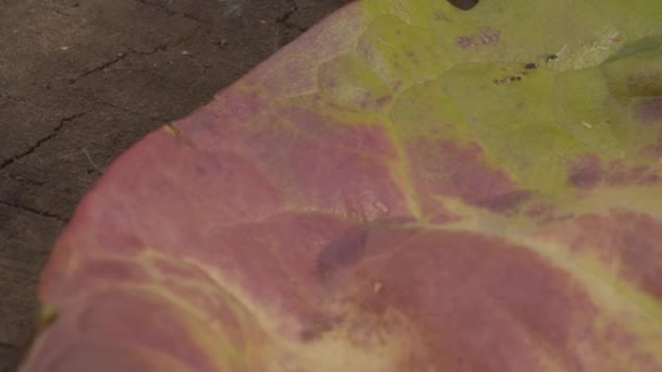 木の板の上で植物の赤と緑の葉を閉じます マクロ撮影 カメラをゆっくりと葉に沿って移動します 自然背景 — ストック動画
