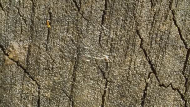 Close View Old Cracked Wood Cut Macro Shooting Camera Slowly — Stock Video