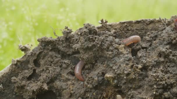 Worm crawling in freshly dug up soil. Earthworms close up. Macro shooting, camera slowly moving along the ground. Invertebrate life — Stock Footage Worm Crawling Freshly Dug Soil Earthworms Close Macro Shooting Camera Royalty Free Stock Footage