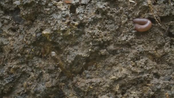 Wurm Kriecht Frisch Ausgegrabener Erde Regenwürmer Machen Dicht Makroaufnahmen Kamera — Stockvideo