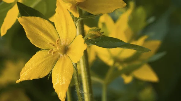 Nahaufnahme Der Schönen Gelben Wildblumen Auf Der Wiese Makroschießen Saisonale — Stockfoto