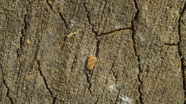 Widok Bliska Starego Popękanego Drewna Cięte Zdjęcia Makro Kamera Powoli — Zdjęcie stockowe