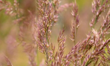 Yaz mevsiminde çimenlikte yabani tahıl tohumlarını yakından izleyin. Macro vuruldu. Mevsimlik sahneler. Doğal arkaplan