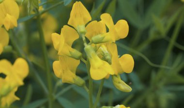 Yazın güneşli bir günde çayırdaki güzel sarı kır çiçeklerinin manzarasını kapat. Mevsimlik sahne, doğal arkaplan