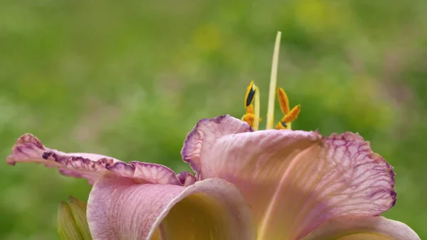 背景がぼやけている夏に美しいユリの花を間近で見ることができます マクロ撮影 季節の風景 自然背景 — ストック写真