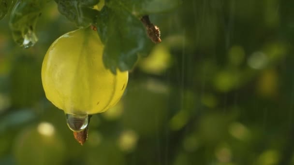 Ripe gooseberries under the rain. — Stock Video