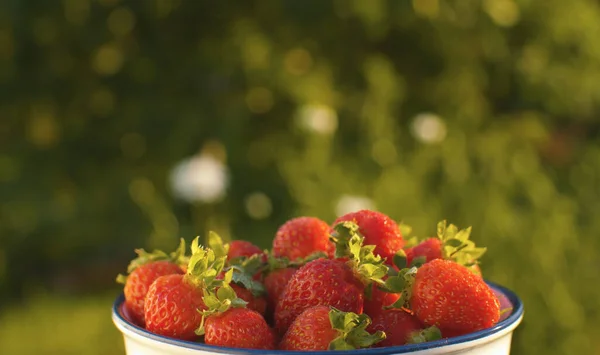 Închideți Căpșunile Proaspete Coapte Într Castron Din Grădină Fundal Verde Fotografie de stoc