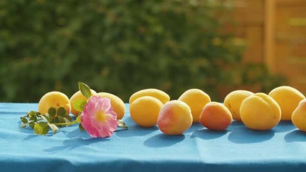 Apricots and dog rose on a table — Stock Video