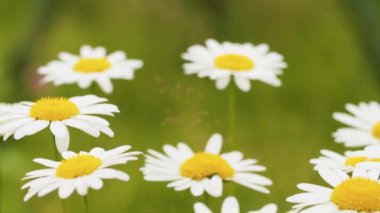 Çimlerde güzel papatyalar