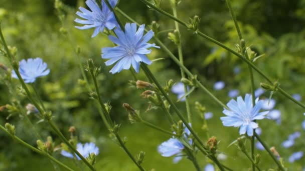 Μπλε λουλούδι κιχωρίου στο γρασίδι — Αρχείο Βίντεο