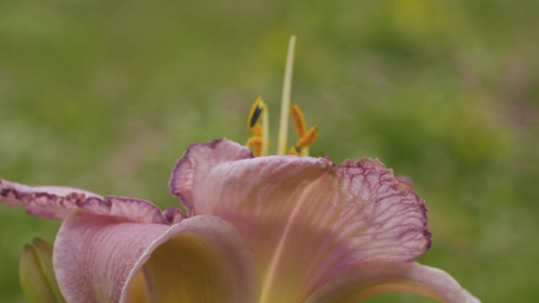 Kronblad av en rosa lilja svajar i vinden — Stockvideo