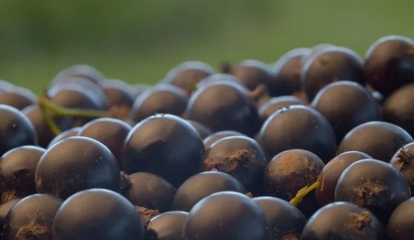 Macro Ripe Black Currant Berries Slowly Rotating Green Background Summer — Stock Photo, Image