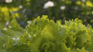 Dönen yeşil taze marul