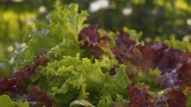 Volviendo lechuga fresca bajo la lluvia — Vídeo de stock