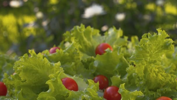 Lechuga fresca verde giratoria y tomates — Vídeo de stock