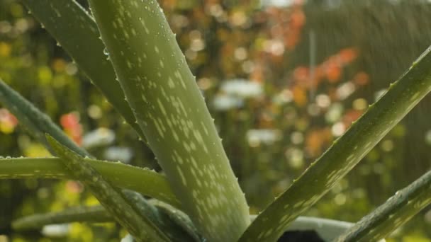 Aloe Vera Pflanze im Topf im Regen — Stockvideo