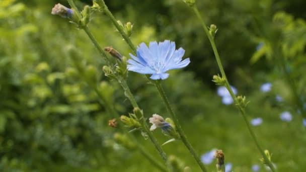 Blaue Chicorée Blume im Gras — Stockvideo