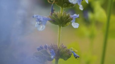 Bahçedeki güzel mavi kır çiçeği