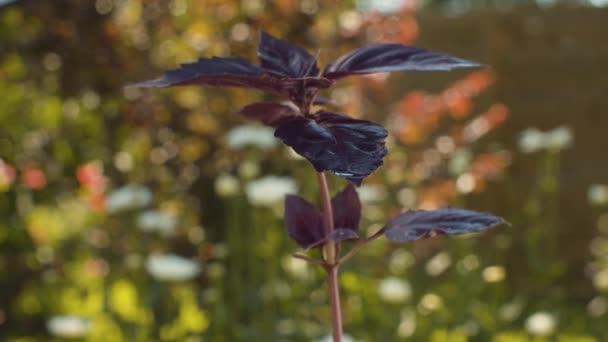Prig van paarse basilicum op natuurlijke achtergrond — Stockvideo