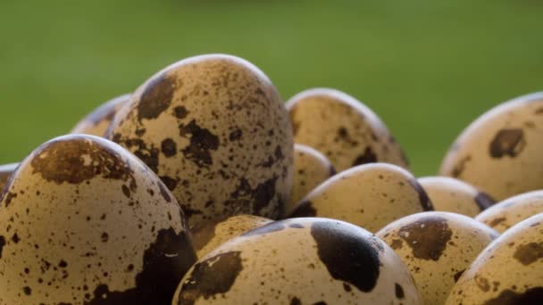 Close-up shot of quail eggs — Stock Video