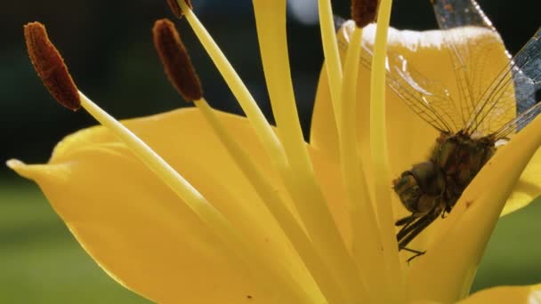 Libélula sentada sobre una flor de lirio — Vídeo de stock