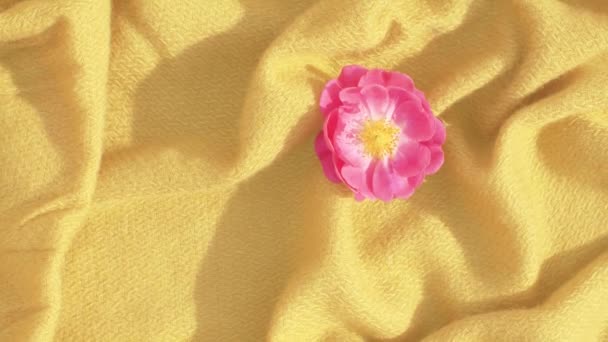 Rozenbottel bloem op gele stof — Stockvideo