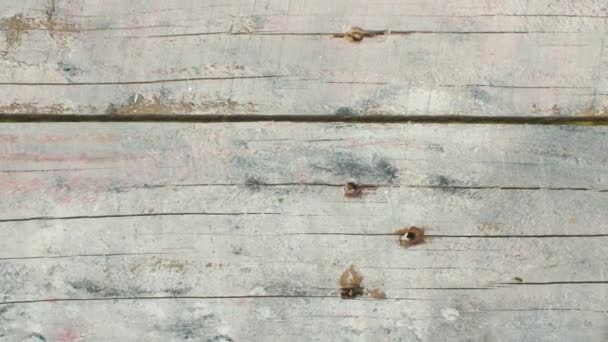 Myror som kryper på gamla plankor — Stockvideo