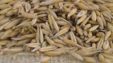 Çuval bezine yulaf taneleri döküyorum.