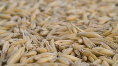 Olgun çiğ yulaf taneleri yakın.