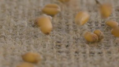 Çuval bezine buğday taneleri dökülüyor