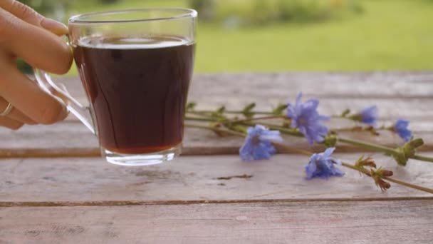 Bebida de chicória e flor de chicória — Vídeo de Stock