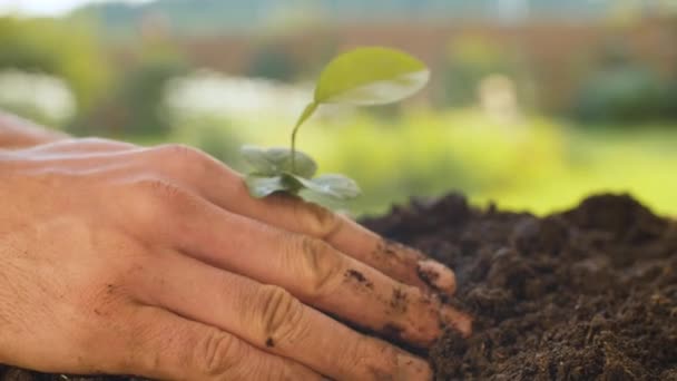 Mãos masculinas plantando uma árvore bebê — Vídeo de Stock