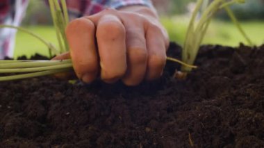 Çiftçiler havuç alıyor.