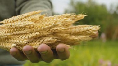 Elinde çavdar demeti olan çiftçi.