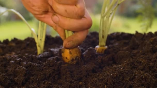 Руки фермеров вытаскивают морковку — стоковое видео