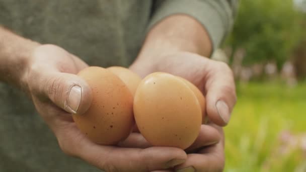 Куриные яйца в руках фермеров — стоковое видео