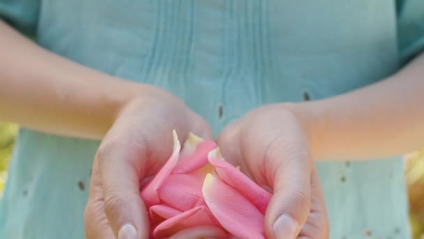 Rosa pétalos de rosa en manos femeninas — Vídeos de Stock