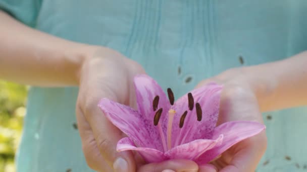Rózsaszín liliom virág női kezekben — Stock videók