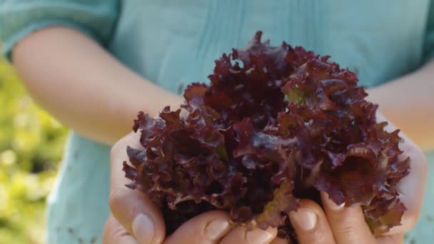 Lattuga fresca rossa in mani femminili — Video Stock