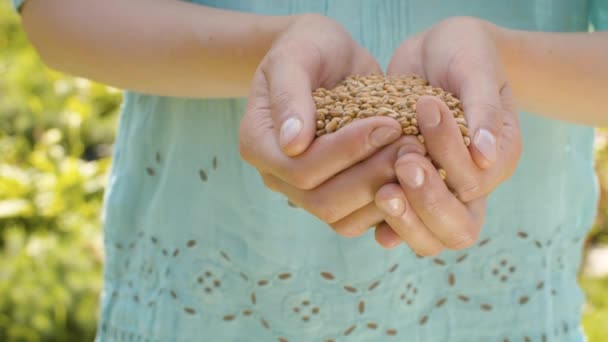 Kobieta gospodarująca dojrzałe ziarna pszenicy — Wideo stockowe