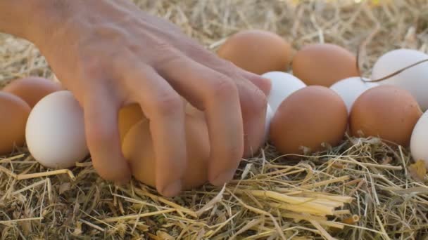 Mano tomando huevos de pollo — Vídeos de Stock
