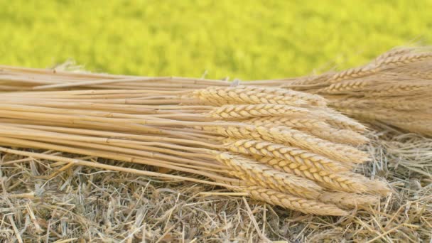 ライ麦と小麦の耳と新鮮な干し草を熟す — ストック動画