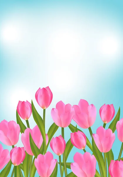 蓝色背景与粉红色郁金香为春天设计与花 向量例证 — 图库矢量图片