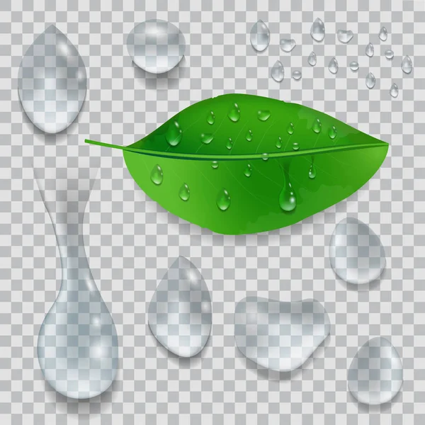 水のセットを削除し 露滴と緑の葉が透明な背景に分離します ベクトル図 — ストックベクタ