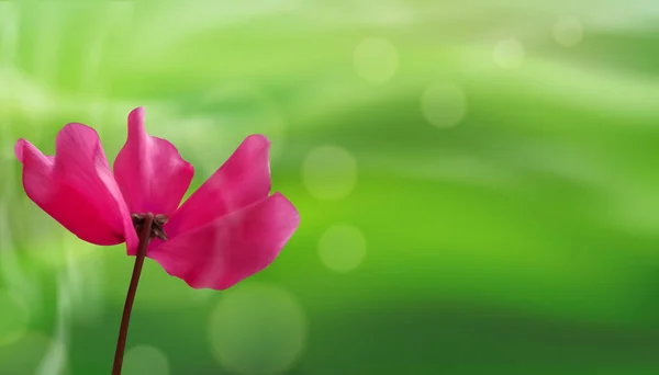 Closeup of flower on bokeh green natural background. Beautiful template for cards or banners design. Vector — Stock Vector