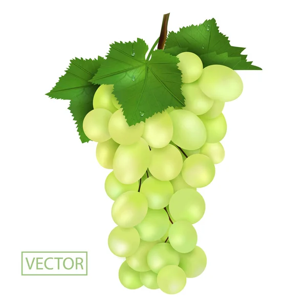 Uvas verdes maduras realistas y hojas con gotas. Jugosa fruta 3d ilustración alto detalle aislado sobre fondo blanco. Vector — Vector de stock