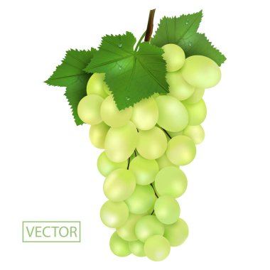Gerçekçi yeşil üzüm ve damla ile yaprakları. Olgun Sulu meyve 3d illüstrasyon yüksek detay beyaz arka plan izole. Vektör