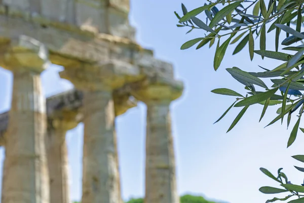 ギリシャの寺院とオリーブの木の葉 — ストック写真